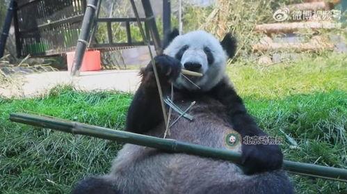 熊猫yy最新爆料视频,最新爆料视频内容大起底 第3张 熊猫yy最新爆料视频,最新爆料视频内容大起底 第3张